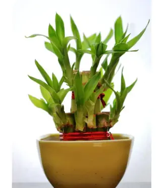 2-Layer-Lucky-Bamboo-With-Small-Ceramic-Pot-YellowSmall-Pebbles