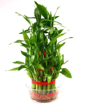 3-Layer-Lucky-Bamboo-Pack-of-24-Plants-Small-Pebbles
