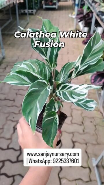 Calathea White Fusion !! www.sanjaynursery.com
 | WhatsApp: 9225337601
#indoorplants #chhajedgarden #instagood #plantlovers #sanjaynurserypune #explore #sanjaynursery #reelkrofeelkro❤️reelitfeelit #Calathea
