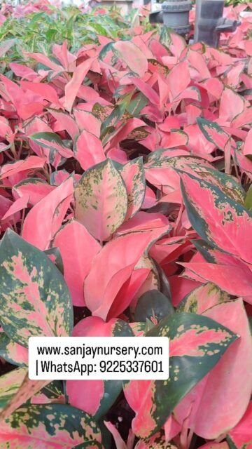 🌿 Beautiful Aglaonema Plant Varieties Now Available!! www.sanjaynursery.com
 | WhatsApp: 9225337601
#indoorplants #chhajedgarden #instagood #viralreels #sanjaynurserypune #explore