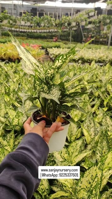 Looking for a meaningful and stylish gift? 🎁💚
The Aglaonema Snow White symbolizes luck, prosperity & good vibes — perfect for homes and offices.
www.sanjaynursery.com
 | WhatsApp: 9225337601
#PlantGifts #AglaonemaSnowWhite #GoodLuckPlant #CorporateGifting #IndoorPlantIndia #EcofriendlyGift
#indoorplants #chhajedgarden #instagood #viralreels #sanjaynurserypune #indoorplants #chhajedgarden #instagood #viralreels #reelkrofeelkro❤️reelitfeelit