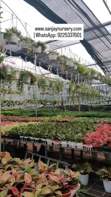 🌿 Where indoor plants grow with care and calm
Fresh greenery to elevate your home and workspace
 www.sanjaynursery.com
| WhatsApp: 9225337601
#viralreels #instagood #explorepage✨ #explore #reelkrofeelkro❤️reelitfeelit