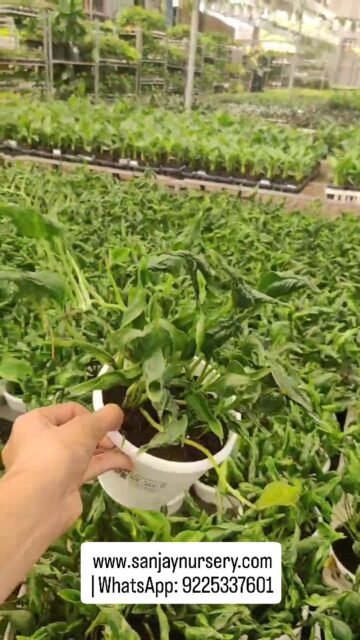 Sleeping Pothos — calm, low-maintenance, and always elegant. A plant that grows while you rest
www.sanjaynursery.com
 | WhatsApp: 9225337601
#indoorplants #chhajedgarden #instagood #viralreels #sanjaynurserypune #explore #sanjaynursery #reelsvi̇ral