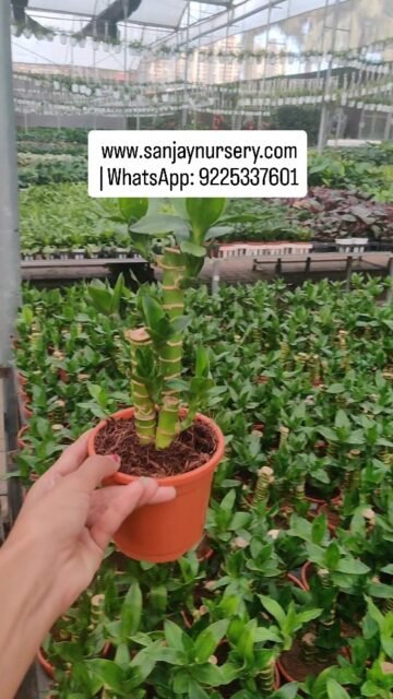✨ A perfect blend of beauty and luck – Lotus Bamboo Indoor Bonsai Plant.
www.sanjaynursery.com
 | WhatsApp: 9225337601
#indoorplants #chhajedgarden #instagood #sanjaynurserypune #viralreels #LowMaintenancePlants #lotus #bamboo