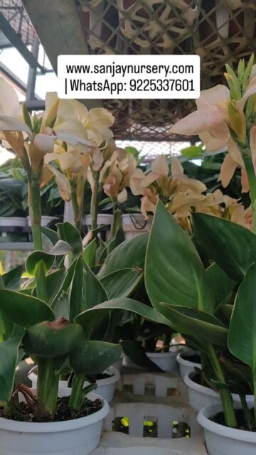 Brighten your garden with our healthy Canna Plants – known for their vibrant flowers and lush tropical foliage. Perfect for outdoor landscaping, balconies, and garden borders. 🌿
! www.sanjaynursery.com!
 | WhatsApp: 9225337601
#indoorplants #chhajedgarden #instagood #viralreels #sanjaynurserypune #plantlovers #explore #sanjaynursery #homedecor #explorepage✨