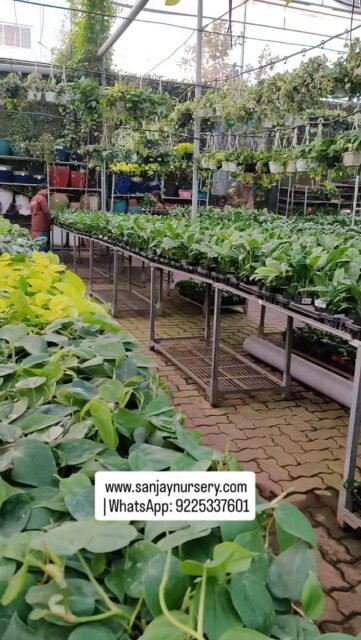 Sanjay Nursery Indoor Plants!!
Trees worth lakhs!! www.sanjaynursery.com
 | WhatsApp: 9225337601
#indoorplants #chhajedgarden #instagood #sanjaynurserypune #plantlovers #homedecor #explore #plantsmakepeoplehappy #reelkrofeelkro❤️reelitfeelit