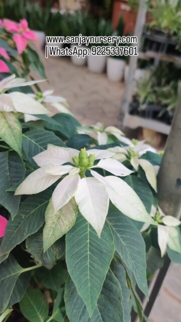 🌸🤍 New Arrivals: Pink & White Poinsettia Plants 🤍🌸

Soft, elegant and festive!
Our Pink & White Poinsettia plants are perfect for home décor, offices, events and premium gifting.
Add a touch of freshness and celebration to your space with these stunning flowering plants.

✨ Healthy plants | Premium quality | Limited stock

#PoinsettiaPlants #PinkPoinsettia #WhitePoinsettia #NewArrivals
#IndoorFloweringPlants #FestivePlants #HomeDecorPlants #OfficePlants
#PremiumPlants #GardenNursery #PlantLovers #GiftingPlants
#LivePlants #SeasonalPlants #indoorplants #instagood #viralreels #reelkrofeelkro❤️reelitfeelit