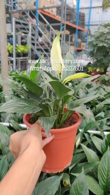 Peace Lily Plant – A beautiful indoor air-purifying plant that removes toxins and adds freshness to your home & office. Low maintenance and perfect for gifting!
#PeaceLily #IndoorPlants #AirPurifyingPlant #OfficePlant #HomeDecorPlant #EasyCarePlant
#reelkrofeelkro❤️reelitfeelit #instagram #sanjaynurserypune