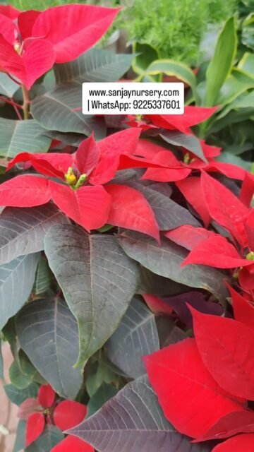 🌺 Poinsettia Plants are here!
Add color, elegance & festive vibes to your space ✨
📍 New arrivals – grab yours today!
 www.sanjaynursery.com
 | WhatsApp: 9225337601
Poinsettia #IndoorFloweringPlants #NewStock #PlantReels #greendecor #indoorplants #chhajedgarden #instagood #viralreels #sanjaynurserypune #explore #plantsmakepeoplehappy #reelkrofeelkro❤️reelitfeelit #viralreels #trending #instalike