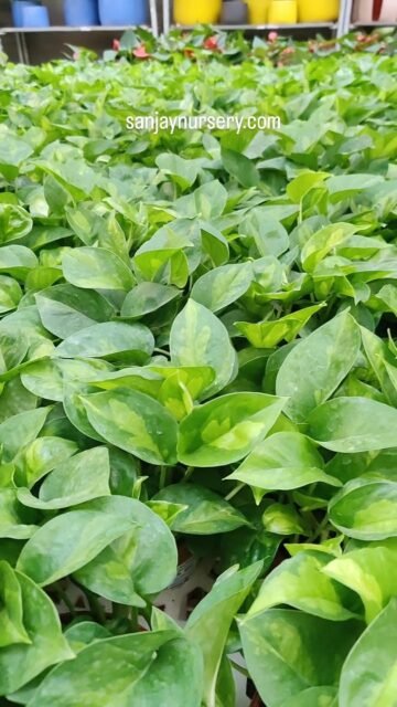 🌱 Where plants thrive, the heart feels home ❤️ 
WhatsApp us for more details 9225337601!!
#indoorplants #chhajedgarden #instagood #viralreels #sanjaynurserypune #plantlovers #homedecor #explore #sanjaynursery #reelkrofeelkro❤️reelitfeelit #viralreels #trending