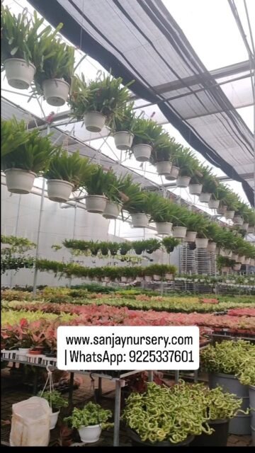 www.sanjaynursery.com
 | WhatsApp: 9225337601
#IndoorPlantVibes #chhajedgarden #instagood #sanjaynurserypune #explore #sanjaynursery