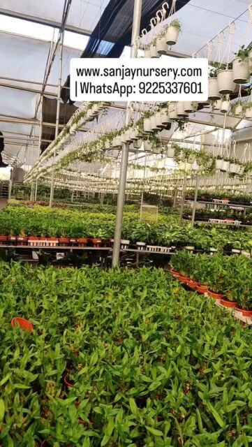 Bring nature indoors with our beautiful indoor plants nursery!
www.sanjaynursery.com
| WhatsApp: 9225337601 !
#indoorplants #viralreels #instagood #explore #reelkrofeelkro❤️reelitfeelit