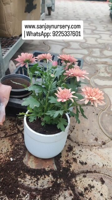 Shevanti (Chrysanthemum) Plant beautifully potted in a premium ceramic pot
Perfect for home gardens, balconies & festive décor. Healthy roots, elegant finish, and long-lasting blooms.
✨ Easy to grow | Bright flowers | Decorative ceramic pot
www.sanjaynursery.com
| WhatsApp: 9225337601
#viralreels #instagood #reelkrofeelkro❤️reelitfeelit #explore #reels