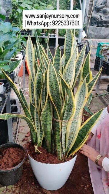 Low maintenance, high impact 🌿
Snake Plant — perfect for every space 🪴
www.sanjaynursery.com
| WhatsApp: 9225337601 
#SnakePlant #IndoorPlants #explore #reelkrofeelkro❤️reelitfeelit #likesharecomment❤️