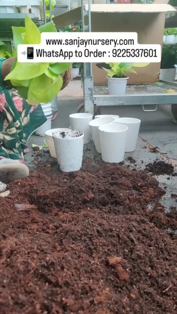 Thoughtful house-warming return gifts 🌿
Money Plant paired with elegant ceramic pots ✨
👉 Shop Now: www.sanjaynursery.com
📲 WhatsApp to Order : 9225337601
#indoorplants #viralreels #instagood #chhajedgarden #explore