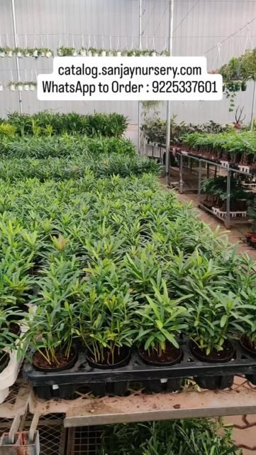 Looking for the best indoor plants for home & office? 🪴
Discover air-purifying, low-maintenance plants that add life, style & positivity to every corner.

Shop premium indoor plants now 🌿
catalog.sanjaynursery.com
WhatsApp to Order : 9225337601
#indoorplants #viralreels #instagood #chhajedgarden #explore