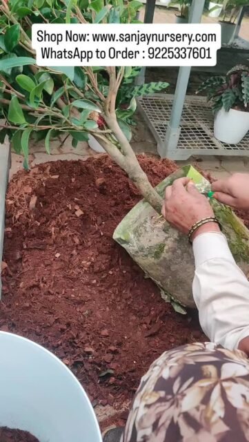 A Camellia plant — a living symbol of love & admiration.
Shop Now: www.sanjaynursery.com
WhatsApp to Order : 9225337601
#explorepage✨ #ExoticPlants #reelkrofeelkro❤️reelitfeelit #virelvideo #shortsvideo