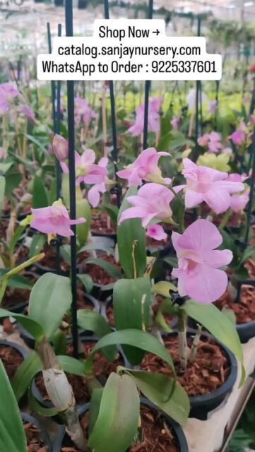 🌸 New Arrival Orchids Are Here! 🌸
Add timeless elegance to your home & office décor with our fresh collection of blooming orchids. Known for their long-lasting flowers and exotic beauty, orchids are perfect for gifting, décor styling & special occasions.
✨ Limited stock available
🚚 Pan India shipping
🛒 Shop Now → catalog.sanjaynursery.com
WhatsApp to Order : 9225337601
#NewArrival #OrchidsIndia #IndoorPlants #FloweringPlants #ExoticPlants HomeDecor PlantLovers ChhajedGarden