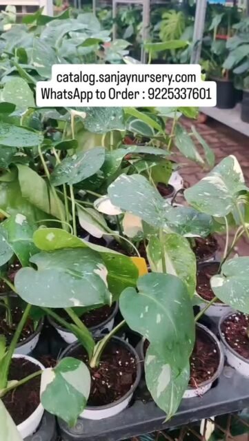 Not just a plant, a statement 🌿✨
Monstera Normal vs Thai Constellation — beauty in every leaf
 catalog.sanjaynursery.com
WhatsApp to Order : 9225337601
#viralreels #instagood #explore #plantsmakepeoplehappy #instalike