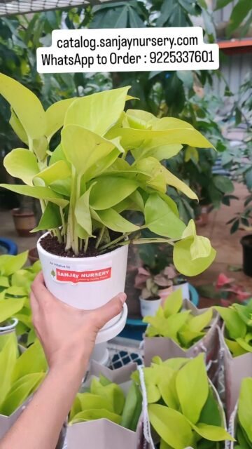 🌿 Money Plant – The Perfect Corporate Green Gift 🌿
Looking for premium corporate gifting plants that symbolize growth, prosperity, and positive energy? Our Money Plant (Golden Pothos) is the ideal eco-friendly corporate gift for clients, employees, events, and bulk office orders.
Easy to maintain, air-purifying, and perfect for desks, cabins, and workspaces — this lucky plant adds a refreshing green touch to every corporate space.
🎁 Custom branding available on pots
🚚 Bulk orders & pan-India delivery
🌱 Low maintenance | Indoor friendly | Positive vibes
Upgrade your corporate gifting with sustainable plant gifts that leave a lasting impression.
catalog.sanjaynursery.com
WhatsApp to Order : 9225337601
#CorporateGifting #MoneyPlant #CorporatePlantGifts #EcoFriendlyGifts #GreenGifting OfficePlants BulkPlantOrders IndoorPlantsIndia SustainableGifts CorporateGiftIdeas 🌿