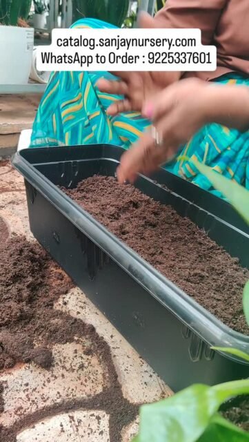 the perfect indoor plant for home & office décor 💚✨
With its beautiful green & cream leaves, this low-maintenance air-purifying plant brings positivity, prosperity & fresh vibes to any space.
Perfect for gifting, corporate events & housewarming 🌱
catalog.sanjaynursery.com
WhatsApp to Order : 9225337601
#VariegatedMoneyPlant #MoneyPlantIndia #IndoorPlants #AirPurifyingPlants #LowMaintenancePlants CorporateGifting PlantDecor HomeDecorIndia