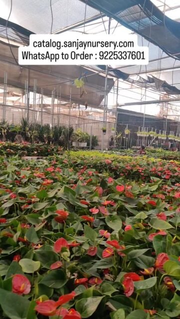 India’s trusted Indoor Plants Nursery 🌱
Discover air-purifying plants, low-maintenance greens & premium ceramic pots — perfect for home, office & gifting.

Shop healthy plants online with safe doorstep delivery across India.

catalog.sanjaynursery.com
WhatsApp to Order : 9225337601
#viralreels #instagood #explorepage✨ #explore #instalike