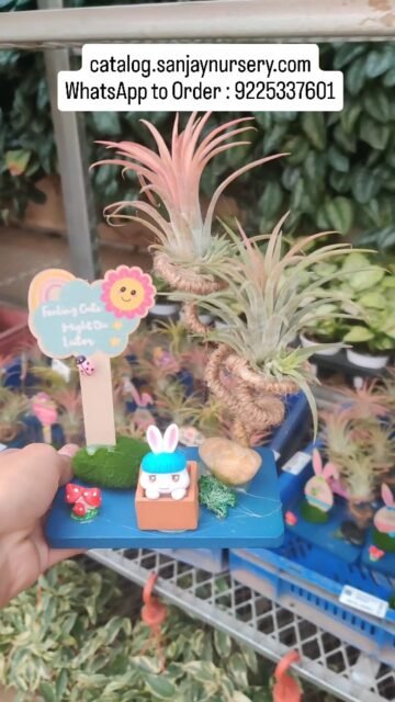 Not just a plant, a statement 🌿✨
Monstera Normal vs Thai Constellation — beauty in every leaf
 catalog.sanjaynursery.com
WhatsApp to Order : 9225337601
#indoorplants #viralreels #explore #explorepage✨ #reelkrofeelkro❤️reelitfeelit