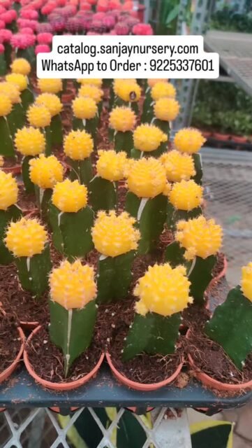 Moon Grafted Cactus – Colorful Low Maintenance Indoor Plant
Add a vibrant touch to your home with the stunning Moon Grafted Cactus 🌈✨ Known for its bright red, yellow, orange & pink top, this unique cactus is perfect for desks, tabletops, office décor & gifting.
✔ Low maintenance indoor plant
✔ Perfect for beginners
✔ Ideal for home & office decoration
✔ Cute tabletop succulent
✔ Great return gift & corporate gift option
Bring home this eye-catching cactus and upgrade your indoor plant collection today!
catalog.sanjaynursery.com
WhatsApp to Order : 9225337601
#explorepage✨ #reelkrofeelkro❤️reelitfeelit #indoorplants #viralreels #cactus