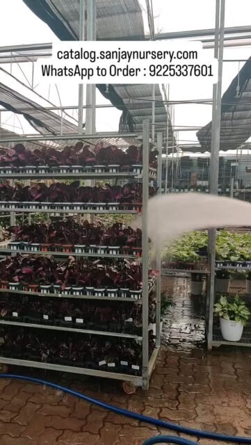 Watering plants is not a task… it’s therapy 💧🌿
Every drop brings life, freshness, and positive energy to your indoor plants. Keep them hydrated, keep them happy!
catalog.sanjaynursery.com
WhatsApp to Order : 9225337601
#viralreels #instagood #explore #explorepage✨ #reelkrofeelkro❤️reelitfeelit