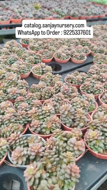 🌵 New Arrivals Succulent Plants Now Available!

Add charm to your home with our latest collection of low maintenance succulent plants – perfect for home décor, office desks & gifting. These drought-tolerant beauties are easy to care for and ideal for beginners.

✨ Air-purifying
✨ Compact & stylish
✨ Perfect for table tops
✨ Great for return gifts & corporate gifting

catalog.sanjaynursery.com
WhatsApp to Order : 9225337601

📦 Pan India Shipping Available
📲 WhatsApp to Order Today

#SucculentPlants #NewArrivals #IndoorPlantsIndia #LowMaintenancePlants #OfficeDeskPlants HomeDecorPlants PlantLoversIndia