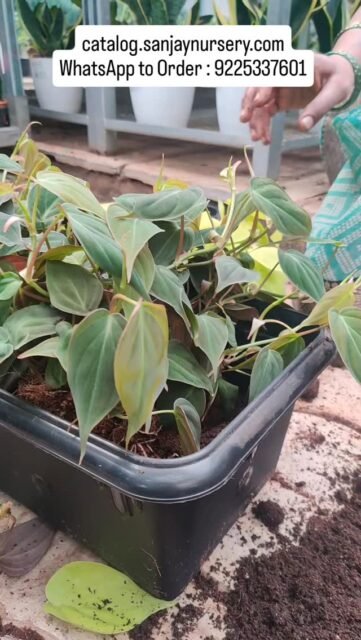 🌿 Oxycardium Plant Potting | Easy Indoor Plant Care & Repotting Guide 🪴
Watch how we carefully pot the beautiful Oxycardium (Heartleaf Philodendron) into a premium ceramic planter for healthy growth and strong roots. 💚
This low-maintenance indoor plant is perfect for homes, offices, desks, and gifting. With proper soil mix and drainage, your Oxycardium will grow lush, vibrant, and fuller every day.
✨ Air-purifying
✨ Fast-growing vine
✨ Ideal for beginners
✨ Perfect for home décor
Upgrade your indoor space with this evergreen beauty!
🛒 Shop Indoor Plants Online
catalog.sanjaynursery.com
WhatsApp to Order : 9225337601
#OxycardiumPlant #PhilodendronOxycardium #IndoorPlantsIndia #PlantPotting #HomeDecorPlants LowMaintenancePlants AirPurifyingPlants PlantLovers IndoorPlantCare ChhajedGarden 🌿