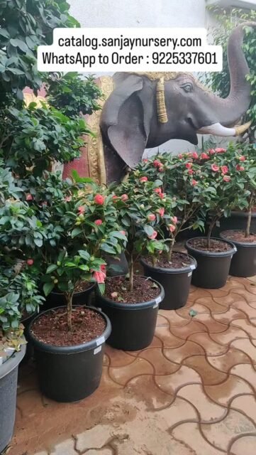 🌺 Camellia Plants – Elegant Blooming Beauty
Bring home the charm of blooming beauty today!
🛒 Shop Now → catalog.sanjaynursery.com
WhatsApp to Order : 9225337601
📦 Pan India Delivery Available
#indoorplants #viralreels #instagood #explorepage✨ #explore