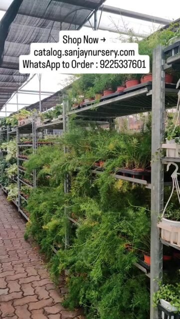 🌿 Welcome to Our Indoor Plants Nursery – Your One-Stop Green Destination!

Discover premium indoor plants that purify air, boost positivity, and elevate your home & office décor. From low-maintenance Snake Plants to lucky Money Plants and exotic Calatheas – we have it all under one roof.

✨ Healthy Plants
✨ Affordable Prices
✨ Safe Pan-India Delivery
✨ Perfect for Gifting & Corporate Orders

Turn your space into a green paradise today 🌱

Shop Now → www.chhajedgarden.com
WhatsApp to Order → 7303231231

#IndoorPlantsNursery #BuyIndoorPlantsOnline #AirPurifyingPlants #PlantsOfIndia #HomeDecorPlants OfficePlants ChhajedGarden SanjayNursery