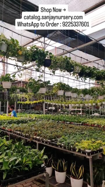 India’s Trusted Indoor Plants Nursery 🌱
Premium quality plants • Air-purifying varieties • Low maintenance greens for home & office.
Fresh stock available with safe delivery across India.
Shop Now → catalog.sanjaynursery.com
WhatsApp to Order : 9225337601
#IndoorPlantsIndia #PlantDecor #UrbanJungle #GreenLiving
#IndoorPlantsNursery BuyPlantsOnline AirPurifyingPlants PlantLovers