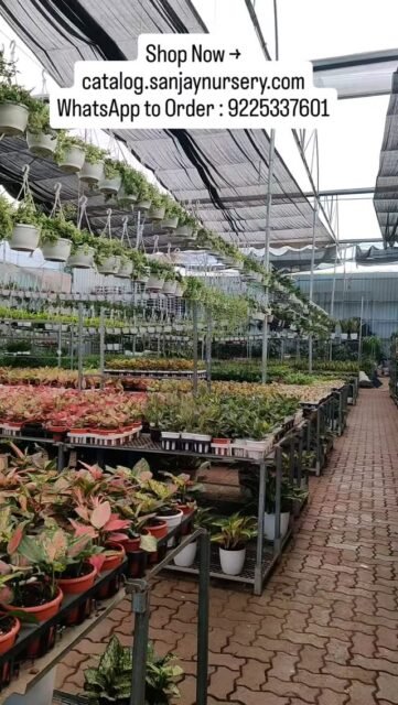 🌿 Aglaonema beauty in every leaf
Shop Now → catalog.sanjaynursery.com
WhatsApp to Order : 9225337601
#Aglaonema #PlantLovers #IndoorPlants #UrbanJungle #PlantAddict GreenHome
