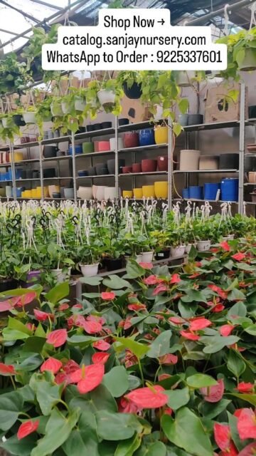 🌿Green your space with premium indoor plants 🌱
Healthy • Fresh • Direct from Nursery
Shop Now →
catalog.sanjaynursery.com
WhatsApp to Order : 9225337601
#IndoorGarden #PlantShopping #homedecorplants #indoorplants #explore