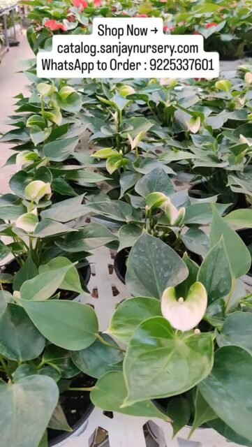 Beautiful Anthurium plants 🌺 Perfect indoor plant for home décor. Limited stock available.

 DM for orders.
Shop Now → catalog.sanjaynursery.com
WhatsApp to Order : 9225337601
#explorepage✨ #viralreels #IndoorPlantVibes #explore #instagood