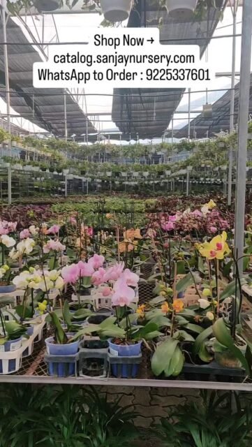 Bring home the beauty of premium orchids 🌺
These exotic flowering plants are perfect for brightening up your home, office, or gifting someone special. With their graceful blooms and elegant look, orchids instantly elevate any indoor space..
Shop Now → catalog.sanjaynursery.com
WhatsApp to Order : 9225337601
#OrchidsOfInstagram #FloweringIndoorPlants #PlantDecor #ExoticPlants #OrchidNursery IndoorPlantsIndia PlantLovers HomeGarden GreenLiving PlantAddict