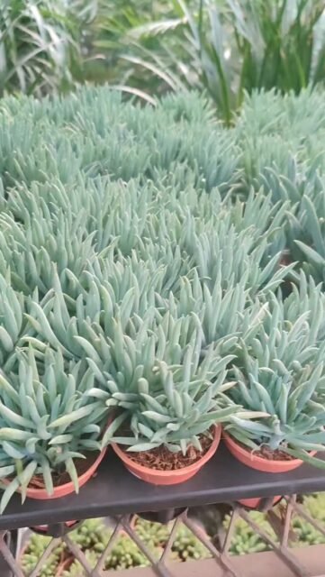 🌿 Welcome to Our Indoor Plants Nursery – Your One-Stop Green Destination!

Discover premium indoor plants that purify air, boost positivity, and elevate your home & office décor. From low-maintenance Snake Plants to lucky Money Plants and exotic Calatheas – we have it all under one roof.

✨ Healthy Plants
✨ Affordable Prices
✨ Safe Pan-India Delivery
✨ Perfect for Gifting & Corporate Orders

Turn your space into a green paradise today 🌱

Shop Now → catalog.sanjaynursery.com
WhatsApp to Order : 9225337601

#IndoorPlantsNursery #BuyIndoorPlantsOnline #AirPurifyingPlants #PlantsOfIndia #HomeDecorPlants OfficePlants ChhajedGarden SanjayNursery