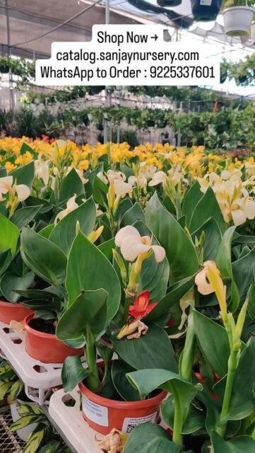 🌺 Canna Lily New Arrivals – Add a Tropical Bloom to Your Garden! 🌿
Brighten your home and garden with our new arrival Canna Lily plants! Known for their bold foliage and vibrant flowers, Canna plants are perfect for balconies, terraces, gardens, and landscape décor.
✨ Why Choose Canna Plants?
• Large, eye-catching tropical blooms
• Easy to grow & low maintenance
• Ideal for outdoor gardens & sunny balconies
• Fast-growing flowering plant
• Perfect for Indian climate
Transform your space with these stunning flowering outdoor plants and enjoy long-lasting seasonal blooms. Limited stock available — grab yours today! 🌺
Shop Now → catalog.sanjaynursery.com
WhatsApp to Order : 9225337601
#CannaLily #NewArrivals #FloweringPlants #OutdoorPlants #GardenPlants BalconyGarden TropicalPlants PlantNurseryIndia LivePlants HomeGarden