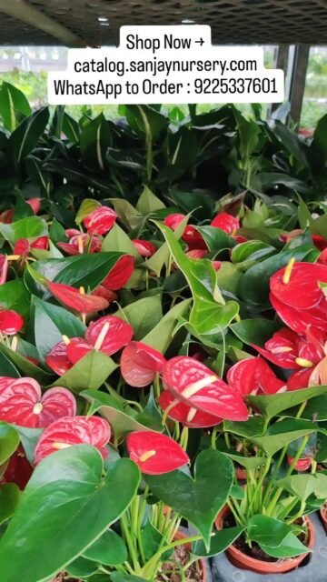 🌺 Red Anthurium Plant – Premium Flowering Indoor Plant
Add a bold touch of elegance to your home with the stunning Red Anthurium Plant. Known for its glossy red heart-shaped flowers and air-purifying qualities, this low-maintenance indoor plant is perfect for living rooms, offices, and gifting.
✨ Long-lasting blooms
✨ Easy care & low maintenance
✨ Ideal for home décor & office desks
✨ Perfect plant gift for special occasions
Shop now and bring home vibrant tropical beauty! 🌿
Shop Now → catalog.sanjaynursery.com
WhatsApp to Order : 9225337601
#RedAnthurium #IndoorFloweringPlant #AirPurifyingPlants #HomeDecorPlants #OfficePlants BuyPlantsOnline IndoorPlantNursery FloweringPlants