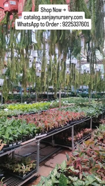 Add a touch of lush greenery with Lycopodium 🌱✨
Perfect for terrariums, tabletops, and indoor décor. Low maintenance, vibrant texture, and naturally elegant!

DM to order 🌿
Shop Now → catalog.sanjaynursery.com
WhatsApp to Order : 9225337601

#Lycopodium #IndoorPlantsIndia #TerrariumPlants #FoliagePlants #PlantNursery BuyPlantsOnline HomeDecorPlants GreenVibes IndoorPlantLovers