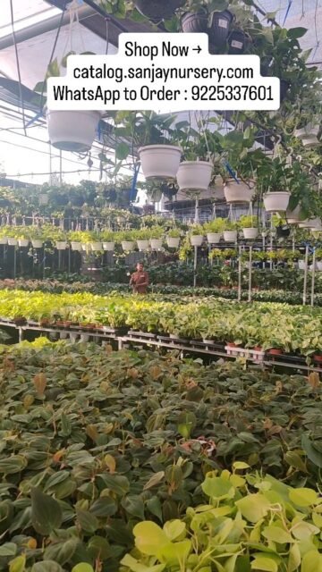 Bring home the elegance of Dracaena Indoor Plants 🌱✨
Low maintenance, air-purifying, and perfect for homes & offices. Add a touch of tropical greenery to your space today!

Shop Now → catalog.sanjaynursery.com
WhatsApp to Order : 9225337601

#DracaenaPlant #IndoorPlantsIndia #AirPurifyingPlants #HomeDecorPlants #OfficePlants PlantLovers IndoorGarden