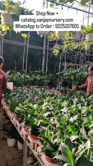 Peace Lily – Elegant Indoor Air Purifying Plant

Add a touch of elegance to your home with the beautiful Peace Lily (Spathiphyllum). Known for its glossy green leaves and stunning white blooms, this popular indoor plant not only enhances décor but also helps purify indoor air. Peace Lily is a low-maintenance plant, perfect for homes, offices, and indoor plant collections.

✨ Why Choose Peace Lily?
• Natural air-purifying indoor plant
• Beautiful white flowers and lush green foliage
• Perfect for home décor, office desks & gifting
• Low maintenance & easy to care
• Ideal for living rooms, bedrooms & workspaces

Bring home the Peace Lily indoor plant and create a calm, fresh, and green environment in your space. 🌱
Shop Now → catalog.sanjaynursery.com
WhatsApp to Order : 9225337601

#peacelily #indoorplants #airpurifyingplants #plantnursery #houseplants plantlover indoorplantdecor homeplants plantsindia plantshop