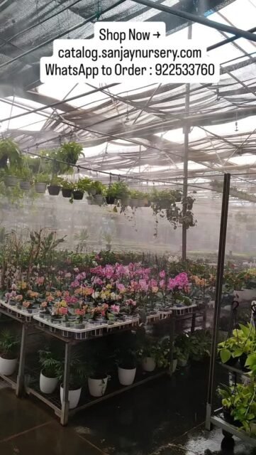 Bring home beautiful indoor plants 🌿✨
Perfect for decor & air-purifying vibes 💚

Shop Now → catalog.sanjaynursery.com
WhatsApp to Order : 9225337601

#IndoorPlants #PlantNursery #GreenDecor #PlantLovers #HomeGarden UrbanJungle PlantsOfInstagram IndoorPlantDecor GreenVibes