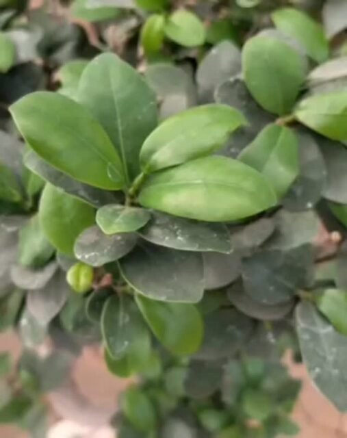 This tree didn’t grow in a year.
It grew through time. ⏳
Every curve, every branch, every leaf—
carefully shaped over years.
A big bonsai tree carries something rare today:
patience.
At Sanjay Nursery, we bring you bonsai that:
✔ Tell a story
✔ Elevate your space
✔ Reflect timeless craftsmanship
Not just décor—
a living legacy.
💬 What does this bonsai remind you of?
#BonsaiArt #TimelessDesign #MindfulLiving #PlantStory #SanjayNursery GreenLuxury