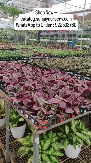 Calathea Plants – Nature’s Living Art 🎨
Upgrade your indoor space with stunning patterned foliage and tropical vibes 💚 Perfect for home décor, office desks & gifting.
Shop Now → catalog.sanjaynursery.com
WhatsApp to Order : 9225337601

#calathea #indoorplants #plantdecor #houseplants #plantlover nurseryplants urbanjungle plantshop homedecor plantsofinstagram