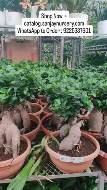 Bring home calm with our beautiful Bonsai plants 🌿
Perfect for home & office décor
Shop Now → catalog.sanjaynursery.com
WhatsApp to Order : 9225337601
#IndoorPlants #PlantNursery #GreenDecor #PlantLovers #HomeGarden UrbanJungle PlantsOfInstagram IndoorPlantDecor GreenVibes