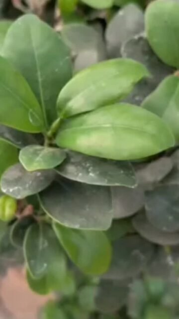 This tree didn’t grow in a year.
It grew through time. ⏳
Every curve, every branch, every leaf—
carefully shaped over years.
A big bonsai tree carries something rare today:
patience.
At Sanjay Nursery, we bring you bonsai that:
✔ Tell a story
✔ Elevate your space
✔ Reflect timeless craftsmanship
Not just décor—
a living legacy.
💬 What does this bonsai remind you of?
#BonsaiArt #TimelessDesign #MindfulLiving #PlantStory #SanjayNursery GreenLuxury