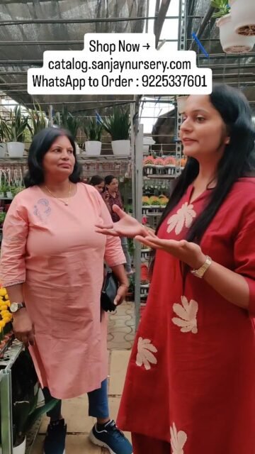 Real customers. Real happiness 💚
Nothing makes us happier than seeing your plants thrive! 🌱
Thank you for trusting us with your green journey 🙏

Shop Now → catalog.sanjaynursery.com
WhatsApp to Order : 9225337601

#CustomerLove #HappyCustomers #PlantNursery #IndoorPlants #PlantLovers GreenHomeexplore viral insta reels